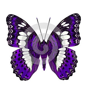 Beautiful purple butterfly, Common Commander (moduza procris) un