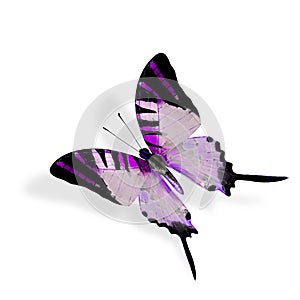 Beautiful purple butterfly, Fivebar Swordtail