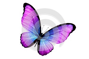 Beautiful purple butterfly isolated on white background