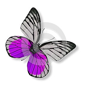 beautiful purple butterfly isolated on white background