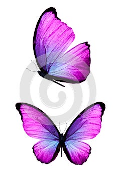 Beautiful purple butterfly isolated on white background