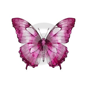 Beautiful purple butterfly isolated on white background.