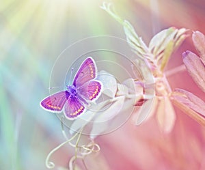Beautiful purple butterfly lit by sun light