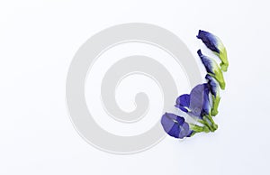 Beautiful purple butterfly pea flower isolate on white background