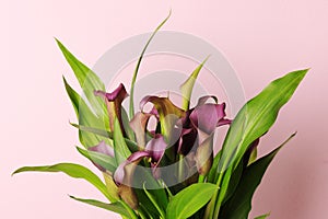 Beautiful purple calla lilies