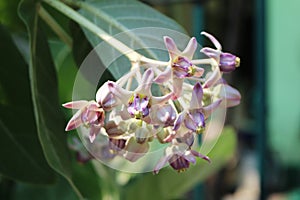 Beautiful Purple Calotropis Flowers on green leaf background