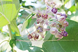 Beautiful Purple Calotropis Flowers on green leaf background