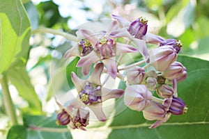 Beautiful Purple Calotropis Flowers on green leaf background