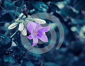 A beautiful purple Campanula bloomed in the garden. Isolated green out of focus. In drops of