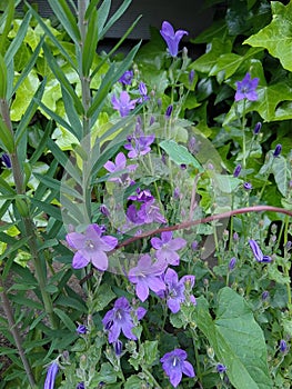 Beautiful purple campanula medium in bloom