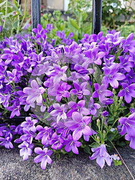 Beautiful purple campanula medium in bloom