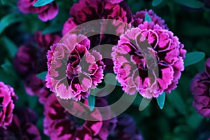 Beautiful purple carnation flower