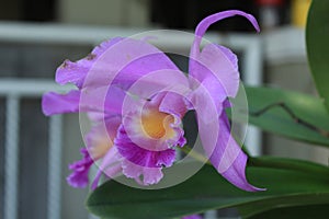 Beautiful purple Cattleya flower