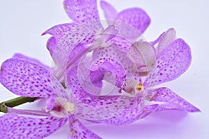 Beautiful purple cattleya orchid flower on white backgr