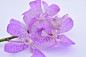 Beautiful purple cattleya orchid flower on white backgr