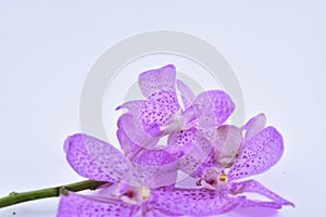 Beautiful purple cattleya orchid flower on white backgr