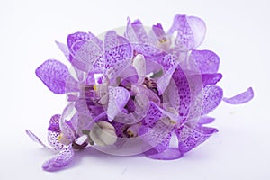 Beautiful purple cattleya orchid flower on white backgr
