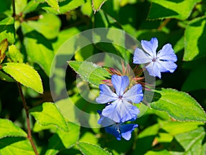 A Beautiful purple `Ceratostigma willmottianum, Chinese plumbago` is a species of flowering plant in the family Plumbaginaceae. photo