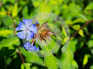 A Beautiful purple `Ceratostigma willmottianum, Chinese plumbago` is a species of flowering plant in the family Plumbaginaceae. photo