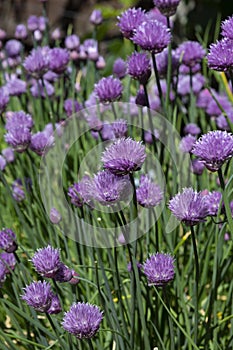 Beautiful purple chive flowers growing in the sunshine
