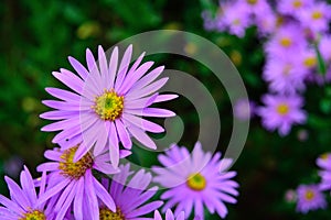 Beautiful purple chrysanthemum flower petals colorful summer garden nature