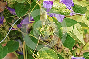 Krásny fialový plamienok v Botanickej záhrade v Nitre na Slovensku. Latinský názov Clematis Dill