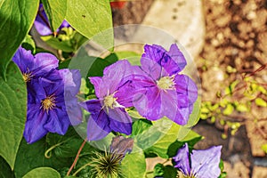 Krásny fialový plamienok v Botanickej záhrade v Nitre na Slovensku. Latinský názov Clematis Dill