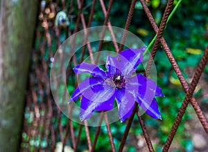 Beautiful purple clematis flower in closeup, climbing plant, popular cultivated garden plant, ornamental flowers