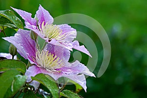 Beautiful purple Clematis flowers in summer garden wet from rain