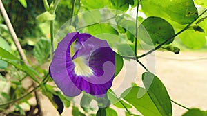 Beautiful Purple Clitoria Ternatea Or Purple Butterfly Pea Flower With Green Leaf On Background.