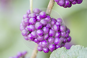 Beautiful purple cluster of the American Beautyberry Callicarpa Americana