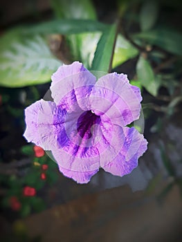 Beautiful purple colored of Ruellia Simplex flower commonly called Mexican Petunia
