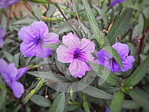 Beautiful purple colored of Ruellia Simplex flowers commonly called Mexican Petunia