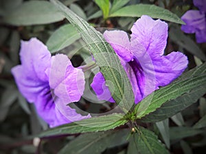 Beautiful purple colored of Ruellia Simplex flowers commonly called Mexican Petunia