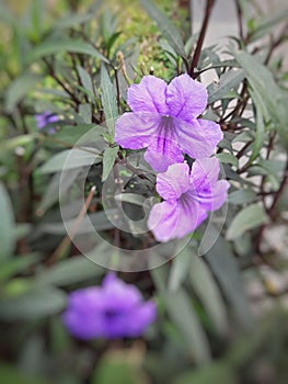 Beautiful purple colored of Ruellia Simplex flowers commonly called Mexican Petunia