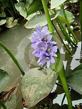 Beautiful purple colors of a water lily on the water`s surface