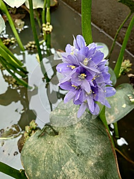 Beautiful purple colors of a water lily on the water`s surface