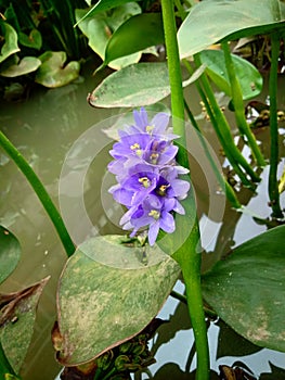 Beautiful purple colors of a water lily on the water`s surface