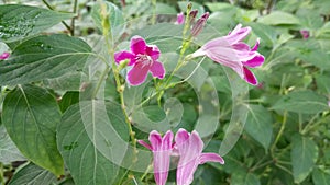 This is beautiful purple colour flowers in the tree