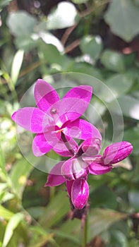 Beautiful purple colour ground orchid flowers