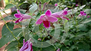 This is beautiful purple coour flowers in the tree