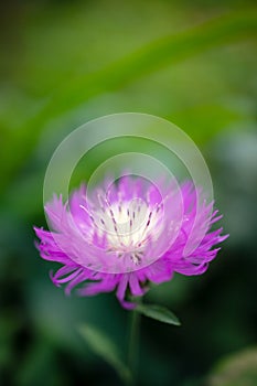 beautiful purple cornflower in bloom at blurred green background. selective focus.macro