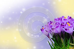 Beautiful purple crocus on colorful bokeh background