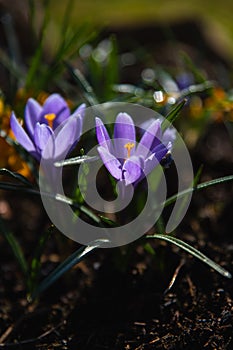 Beautiful purple crocus flower on a sunny spring day close up.