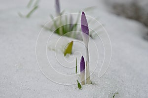 Beautiful purple crocus flowers budding through snow