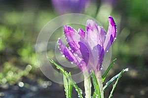 Beautiful purple crocus flowers in water droplets in early spring