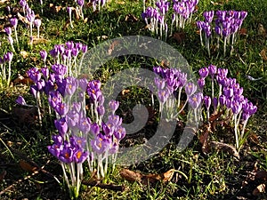 Beautiful purple Crocus, spring flowers.