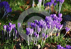 Beautiful purple Crocus, spring flowers.