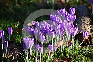 Beautiful purple Crocus, spring flowers.