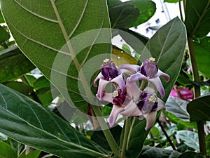 Beautiful Purple Crown Flower